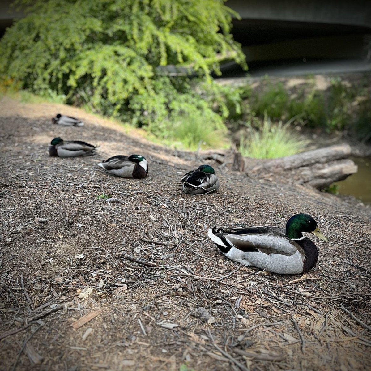 UC Davis Law Int. Programs tweet media