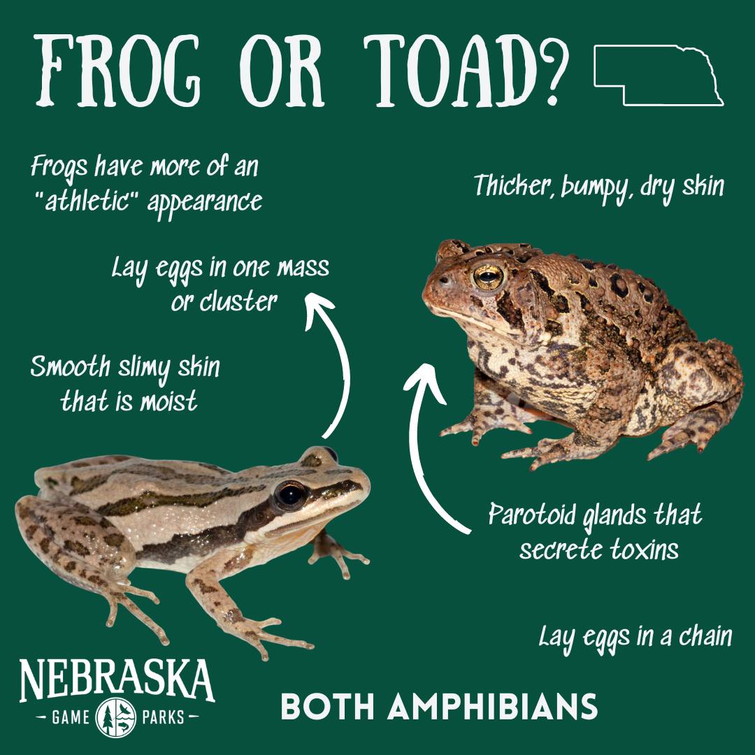 NEGameandParks's tweet photo. Frogs and toads have a lot in common. They are both amphibians in the order Anura, which means "without a tail". Toads are a sub-classification of frogs, meaning that all toads are frogs, but not all frogs are toads. 

#AmphibianWeek https://t.co/i3M4iJ9igq