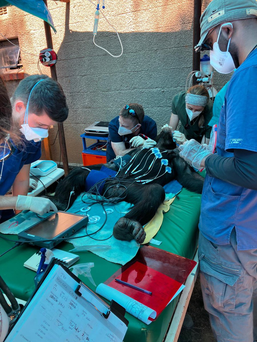 Just finished an amazing couple of weeks <a href="/Chimfunshi/">Chimfunshi Wildlife Orphanage Trust</a> chimpanzee sanctuary working with an incredible team of vets, researchers and keepers. Thanks to everyone involved @IPHPcardiff <a href="/aimeedrane/">Aimee Drane PhD</a> <a href="/GlynHowatson/">glynhowatson</a> @jctremble