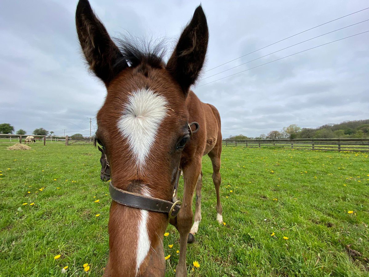 HHBloodstock's tweet photo. Delighted to see Landforce get a nice winner this evening.
#FoalFriday
#Landforce
#Racehorse https://t.co/GvnMRuUXUq