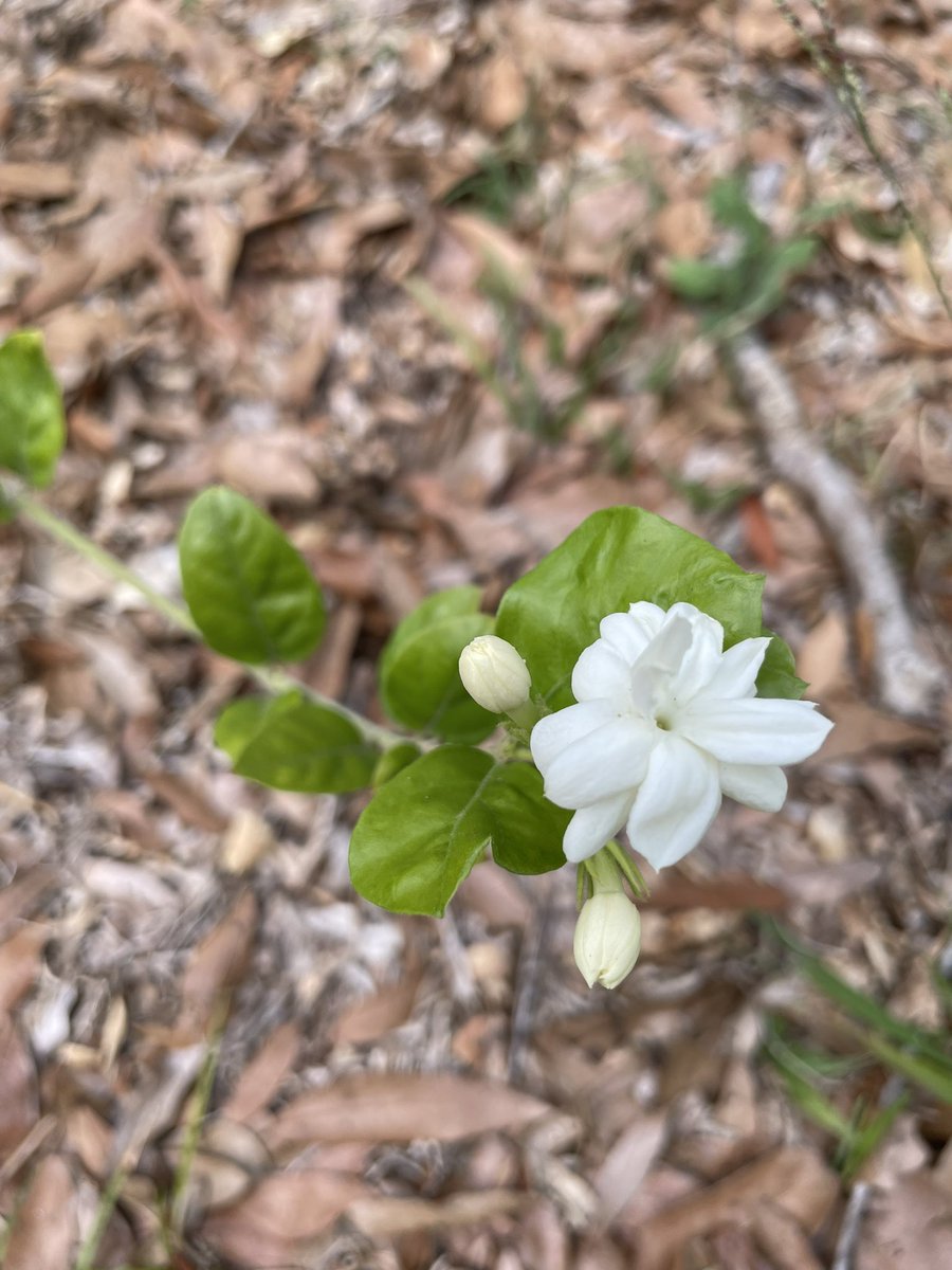 Mrs. B in Room 323! 😄 tweet media