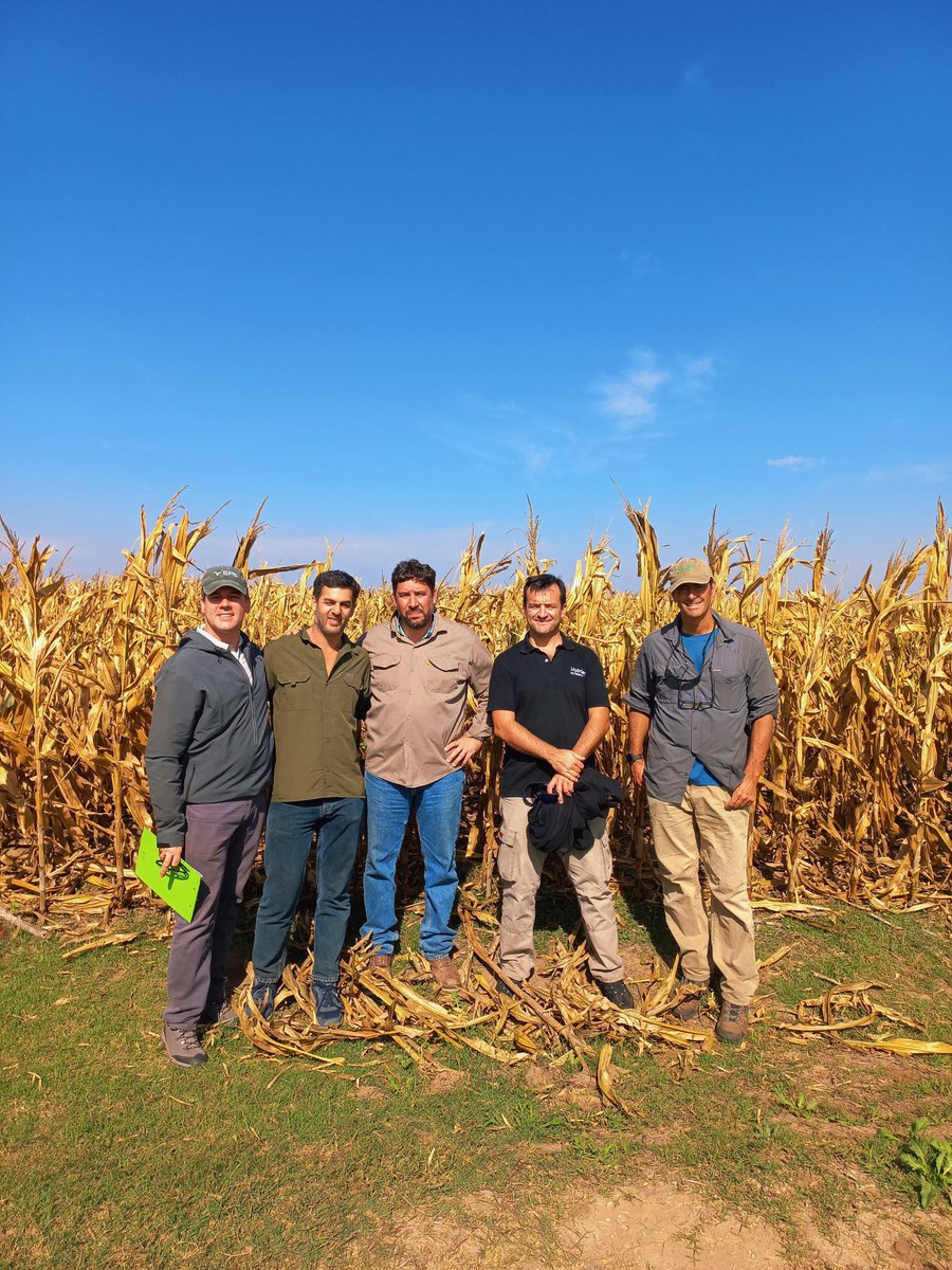SPSsemillas's tweet photo. Recorrida de maíz tardío con @NutrienDigital. SPS 2743 VIPTERA3🌽, en Sacanta, siembra 16/12. Con una densidad de siembra de 30k plantas/ha https://t.co/lDGdgQDwX7