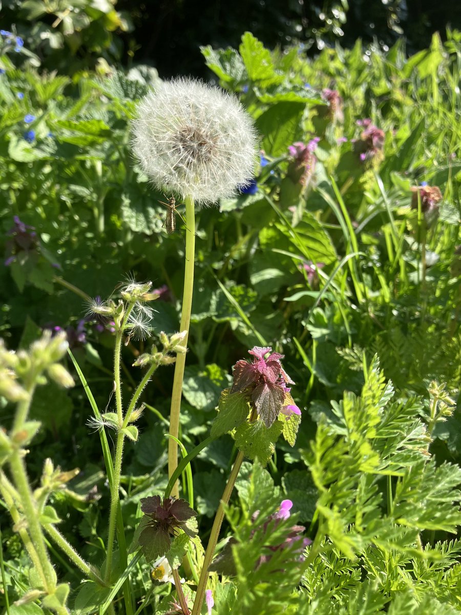 DeTom48's tweet photo. #TeamEA have planted #WildFlower seeds at many of our #PumpingStations we are now excited to see them grow @EnvAgencySE https://t.co/6PAebHavEk