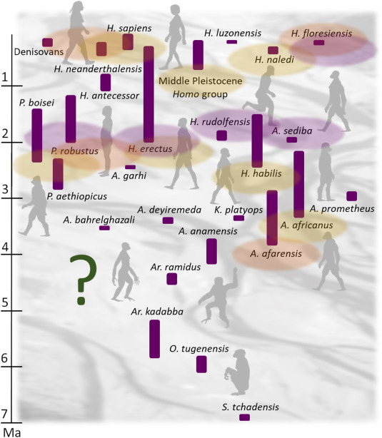 Moving beyond the adaptationist paradigm for human evolution, and why it matters doi.org/10.1016/j.jhev…