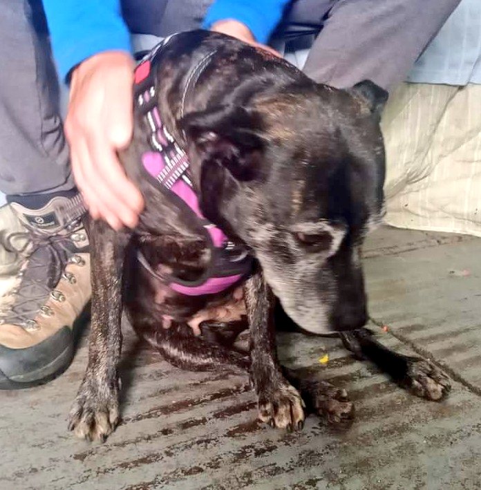I'm feeling sad, I'm still in kennels and still waiting for my forever home, please will you help me find it? Thank you 😊 Lots of love n staffy hugs, Poppy aka cutie patootie 😍😍😍 seniorstaffyclub.co.uk/adopt-a-staffy… #seniorstaffy #TeamZay #AdoptDontShop #rescuedog