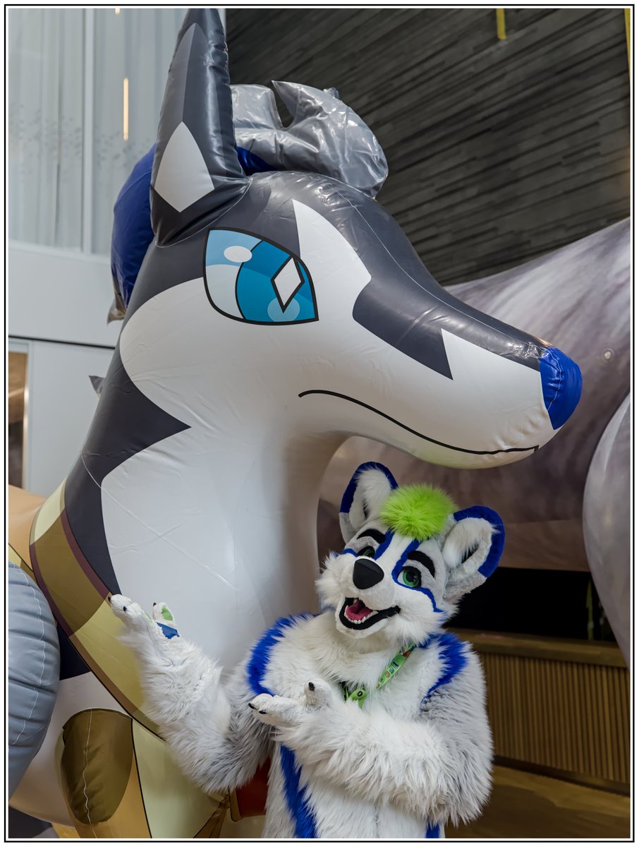 This #FursuitFriday @Whaler81Ace is inspecting this big inflatable dog!

Fursuit by @TheKarelia
