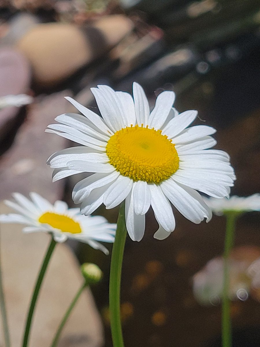 Daisy, a tiny sun bursting with white light
#FridayFeeling #NaturePhotography #FlowersOnFriday #GardeningTwitter #TGIF #wildlife #PhotoHour #blooms