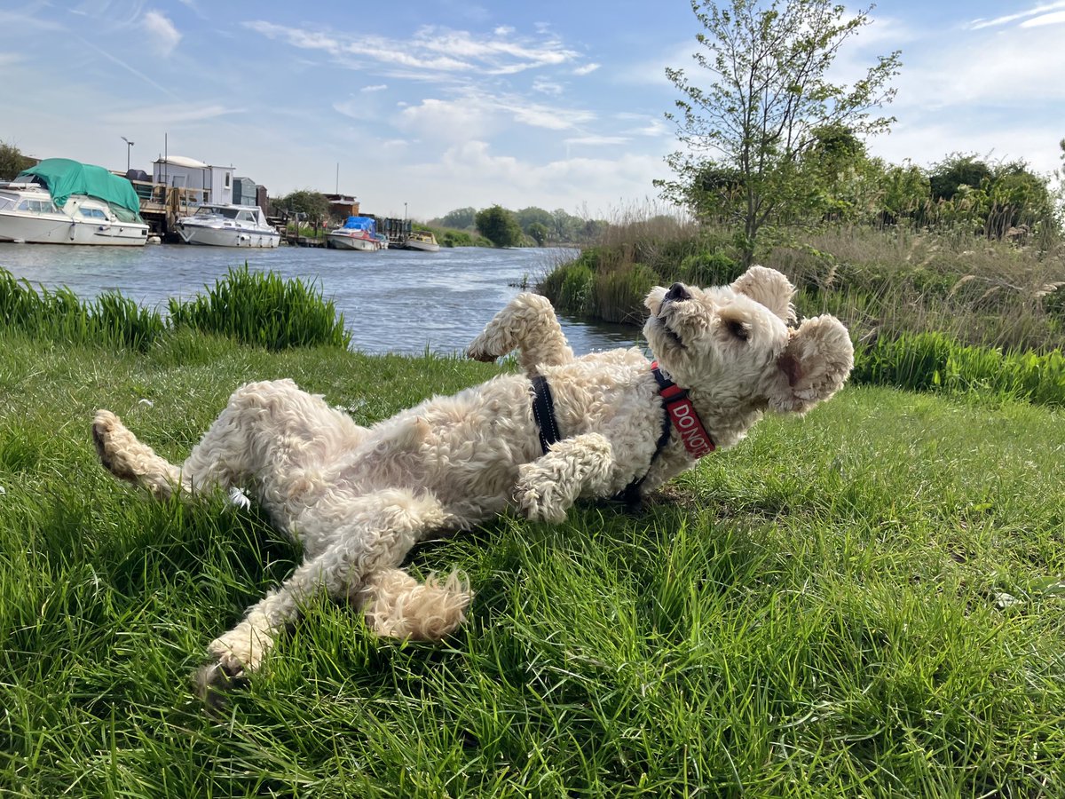 DeTom48's tweet image. You can’t beat a good #backScratch