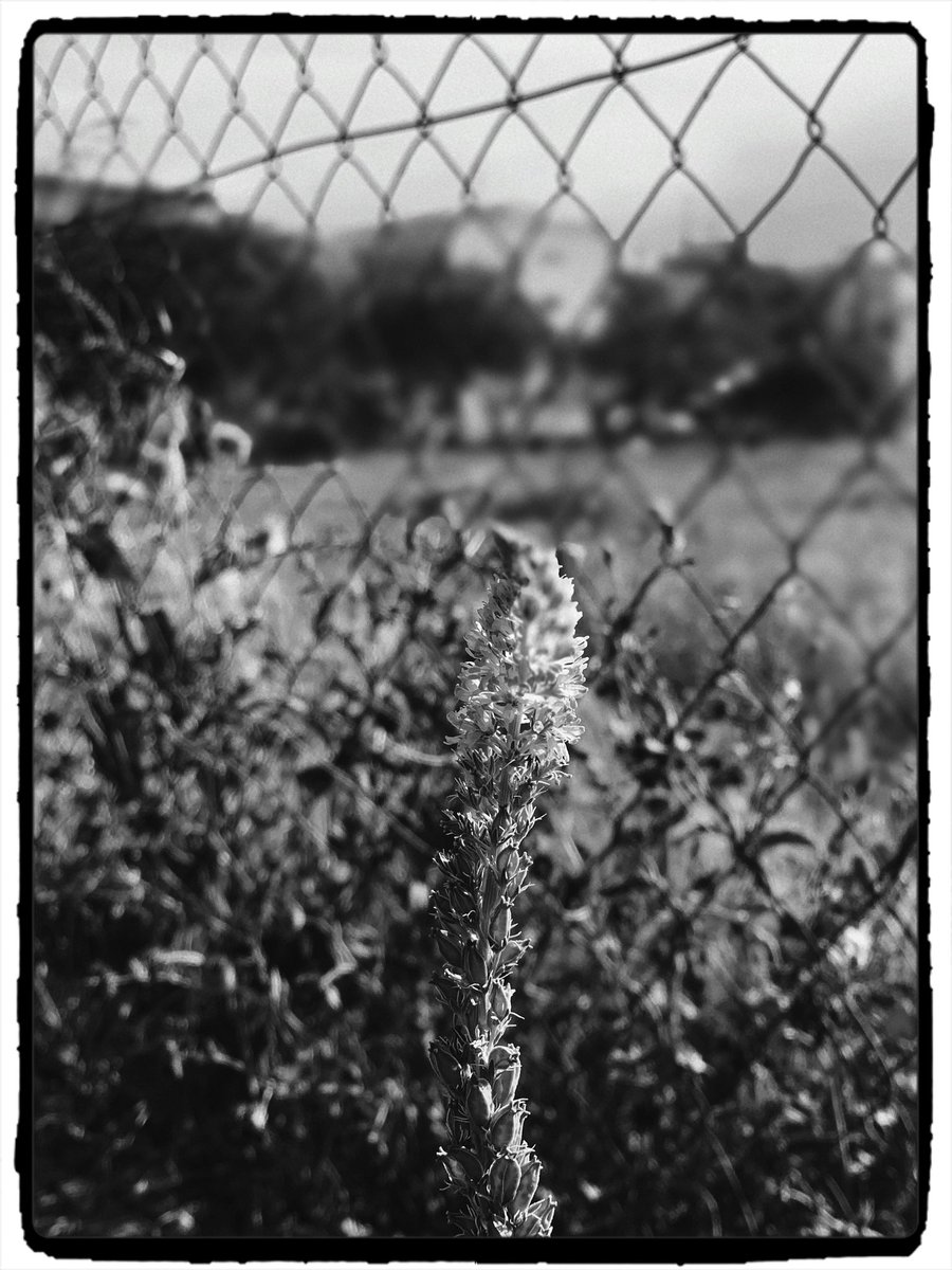 Spike and fence

#ContemporaryArtist #Art #Contemporary #Modern 
#photography #Anthropology #Philosophy bit.ly/3sykvWi #ContemporaryArt