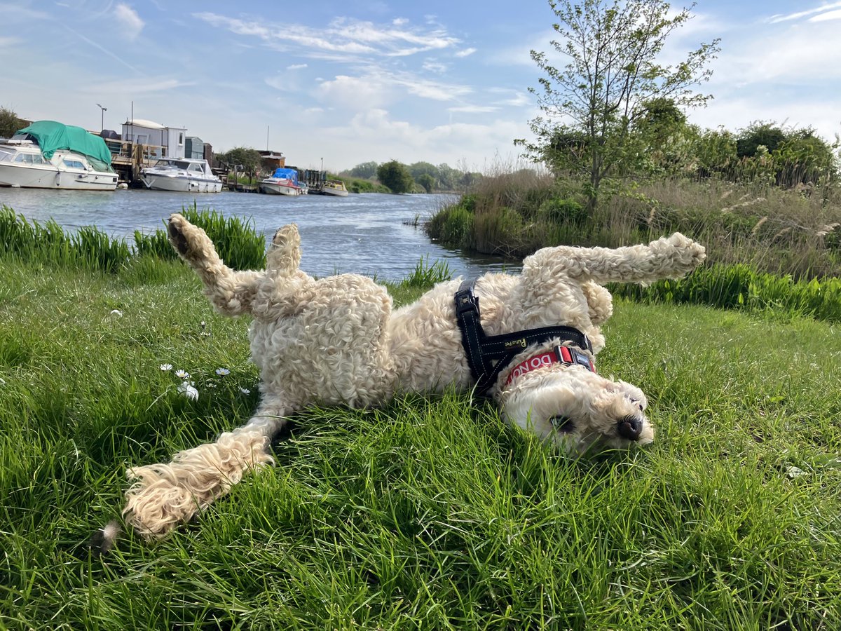 DeTom48's tweet image. You can’t beat a good #backScratch