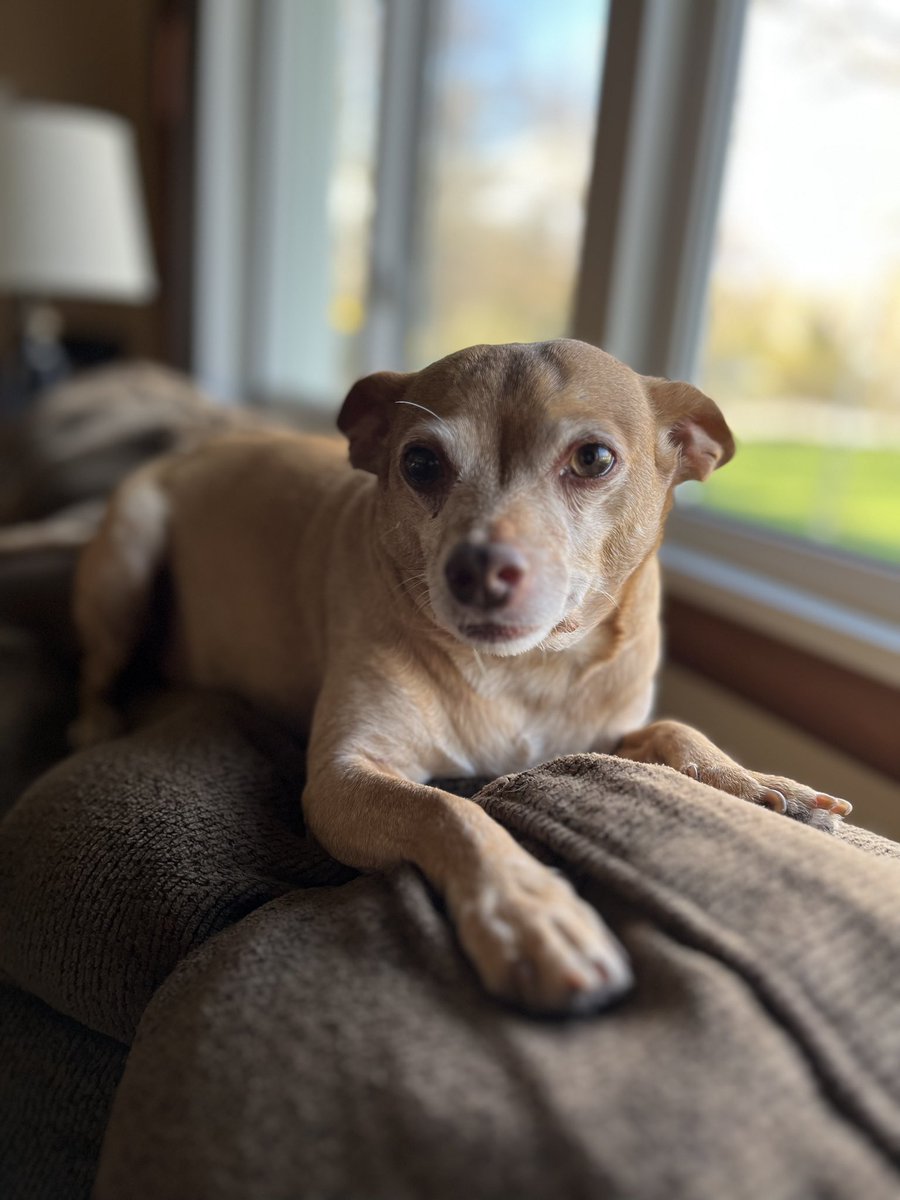 spikewarden1's tweet photo. If you see this tweet, QT with the most recent photo you took of your pet. No cheating. #Ethan https://t.co/ukZplHZ7ka