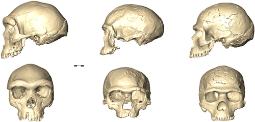 robertosaezm's tweet image. Pan-Africanism vs. single-origin of Homo sapiens: Putting the debate in the light of evolutionary biology doi.org/10.1002/evan.2…