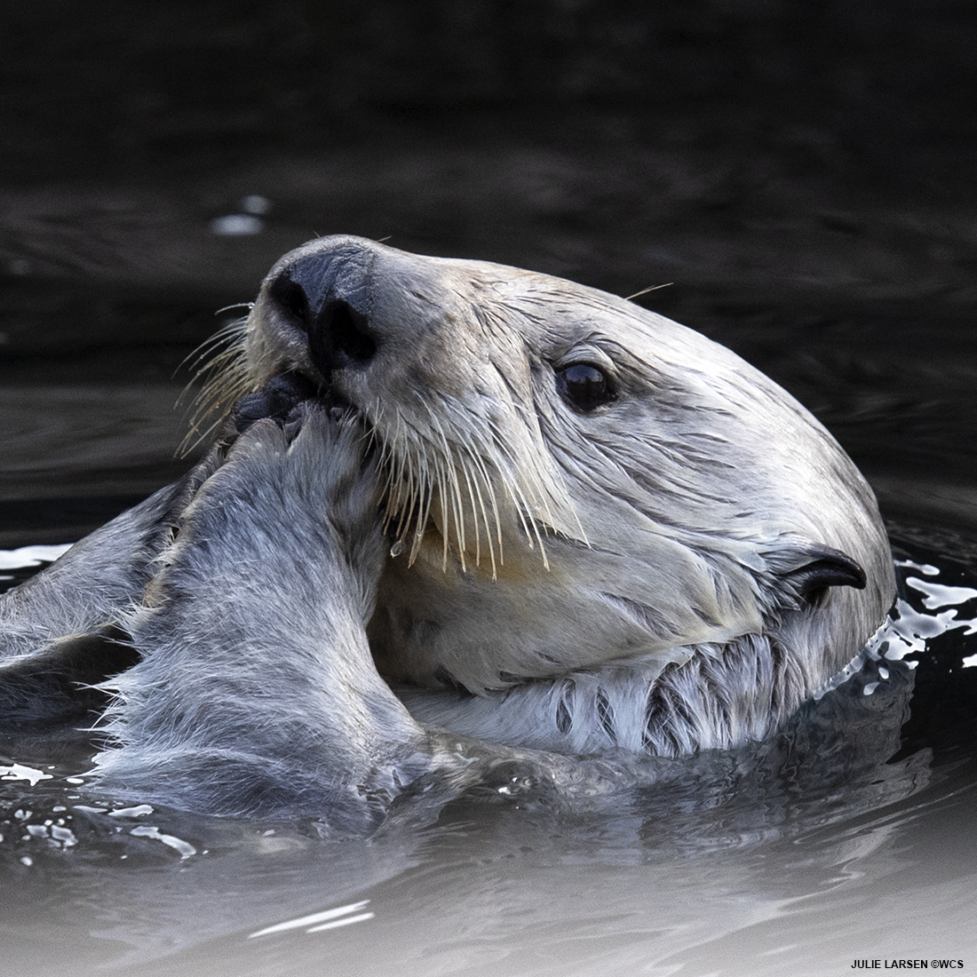 julie_l_larsen's tweet photo. SEA OTTER @TheWCS @NYAquarium #otters #seaotters #ottersoftwitter #endangered π¦¦π¦¦π¦¦ https://t.co/1YlWb3oGmo