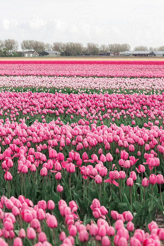 artindetails's tweet photo. 🌷🌿 tulip garden https://t.co/uBJe1xAQ4r