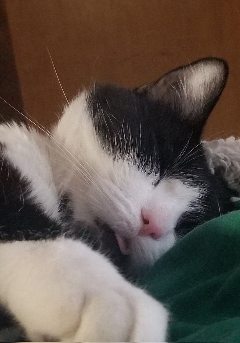 jmbrunner's tweet photo. If you see this tweet, QT with the most recent photo you took of your pet. No cheating. #KittyBabe https://t.co/oPDvYL2xNs