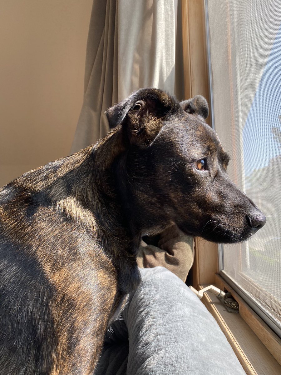 cmthompson15's tweet photo. @D_BartPlangePhD So sorry for your loss… please enjoy this pic of Betty on neighborhood watch 💜 https://t.co/p8Qf7oiqld