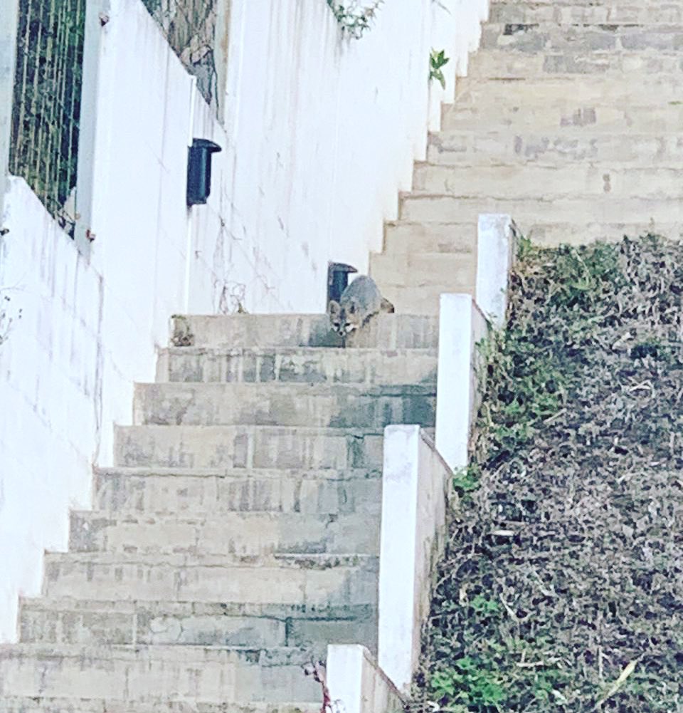 ⚠️⚠️⚠️ AYUDA ⚠️⚠️⚠️

Otra denuncia de habitantes de Residencial La Florida, también hay zorros huyendo de los senderos ecológicos que están siendo destruidos 💔💔💔

<a href="/ibaelsalvador/">Instituto de Bienestar Animal</a> 
@medioambientesv