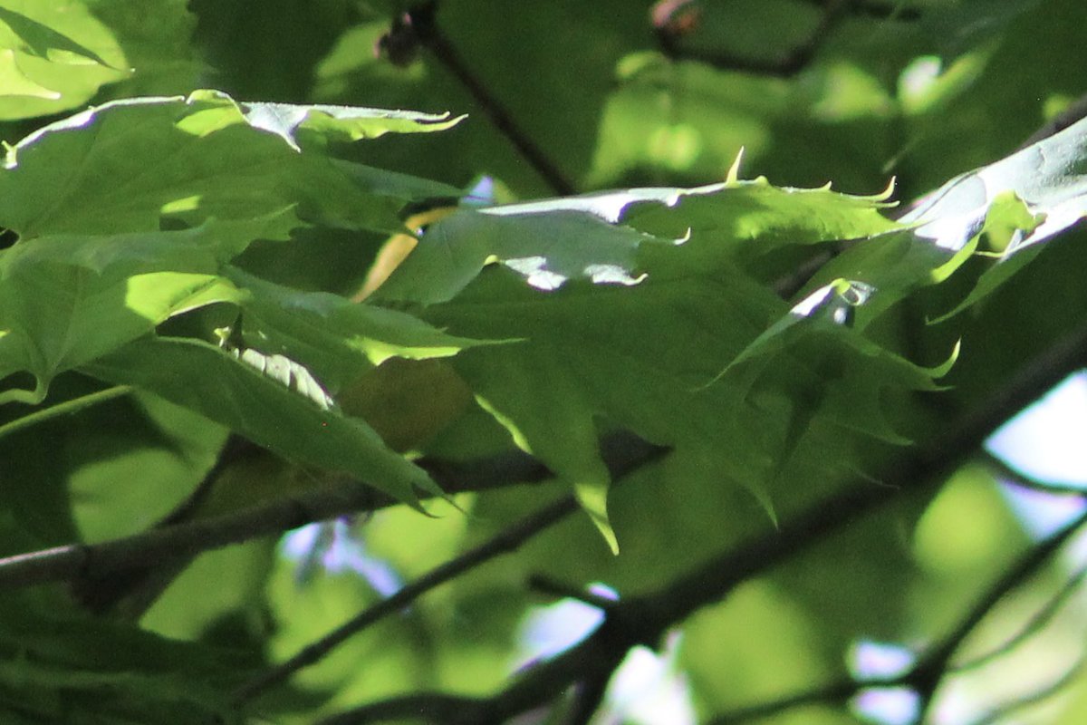 Can y’all tell this is a Wilson’s Warbler or…