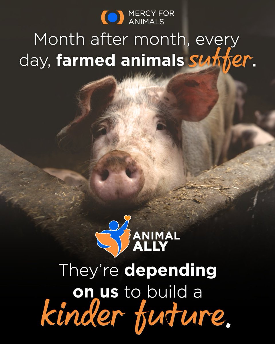 MercyForAnimals's tweet photo. Mercy For Animals' monthly donors are crucial to our work to build a kinder food system and protect farmed animals from cruelty.

When you become an Animal Ally right now, a generous donor will also give $100 to help farmed animals even more!

Sign up now: https://t.co/oXy7bWNX5Z https://t.co/HF2K6GS9br