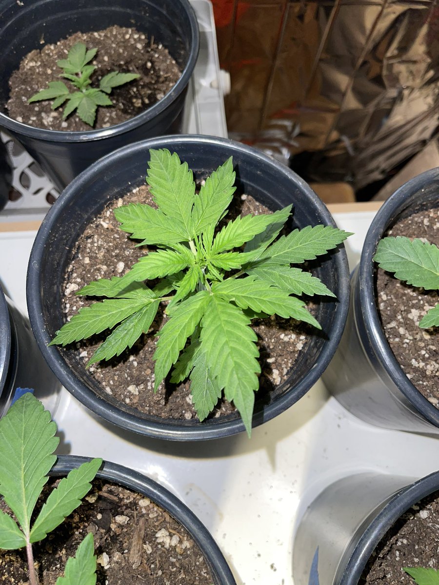 MamaGrass420's tweet photo. Happy and Healthy little babies. These were seeds just a few weeks ago. #JackCheese and #PapayaOg x #TangieGDP from the California OG @CaliOG_NFT! #MamaGrass #MamaGrass420 #SheGrows #WomenThatGrow #FemaleFarmer #Cannabis #Farmer #cannabiscommunity #CannabisCulture #Mmemberville https://t.co/asIS1DjR4r
