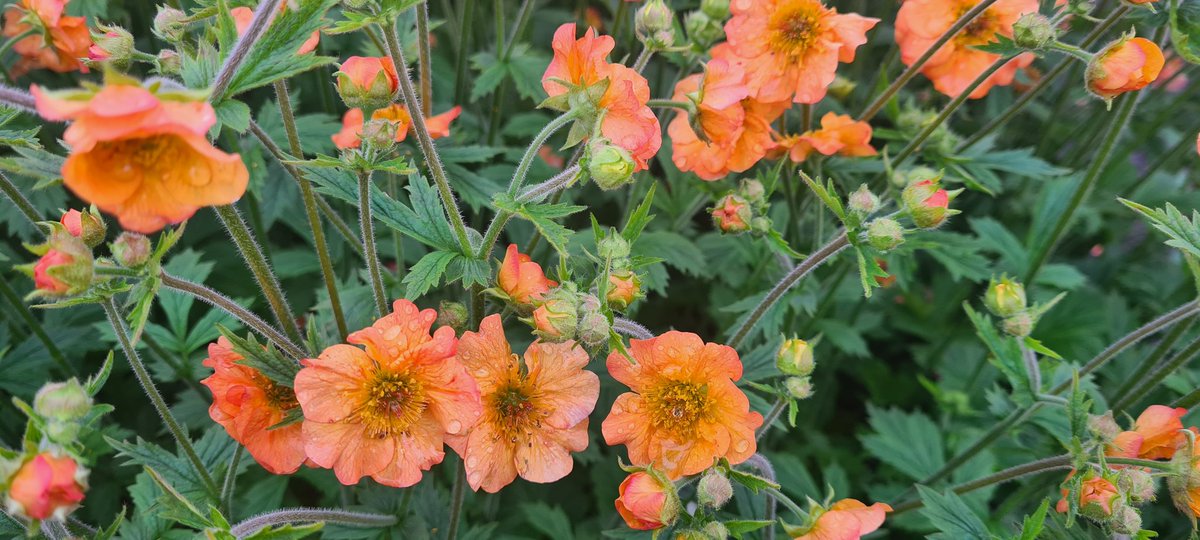 So Totally Tangerine deze Geum.. #esveldboskoop