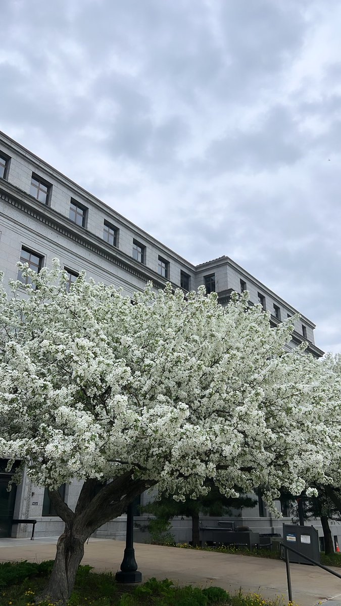It’s spring at the cap! #mnleg