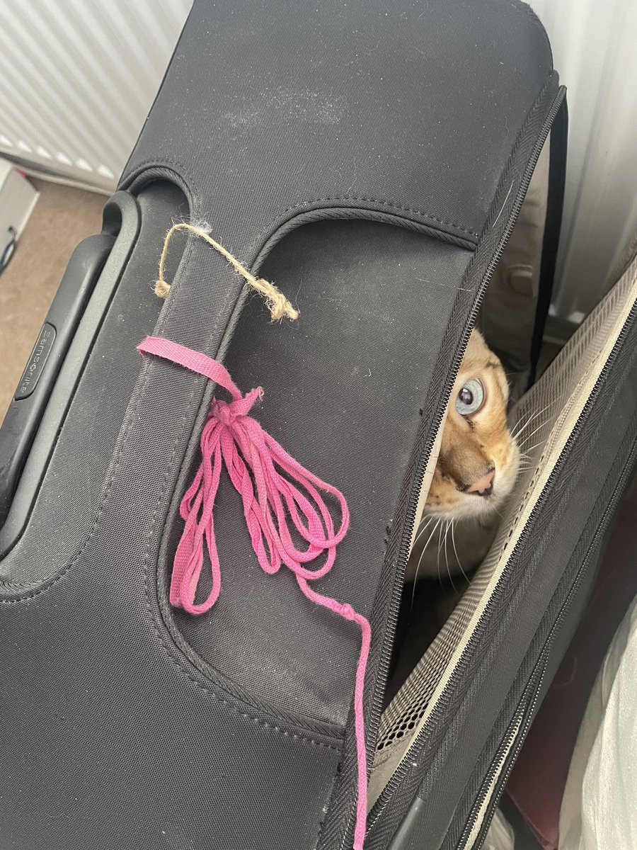 WhiteZoey's tweet photo. Thankfully my bag moved as I was zipping it up to leave for Court! https://t.co/GcdthvFtkD