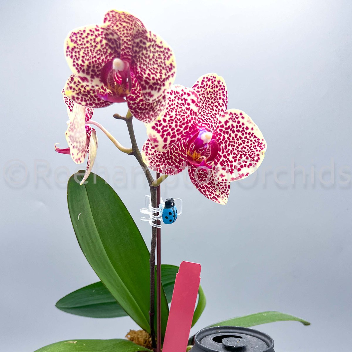 Roeorchids's tweet photo. Phal. OX Red Sesame
 IN STOCK (not in spike)
-
#orchids #plantscanada #canadianhouseplants #torontoorchids #torontoplants #torontoplantshop #orchidsofinstagram #orchidsinbloom #orchidslovers #orchidflower #orchidsofcanada #Plantsmakepeoplehappy #plantcollection #exoticplants https://t.co/nA0CGumdWV