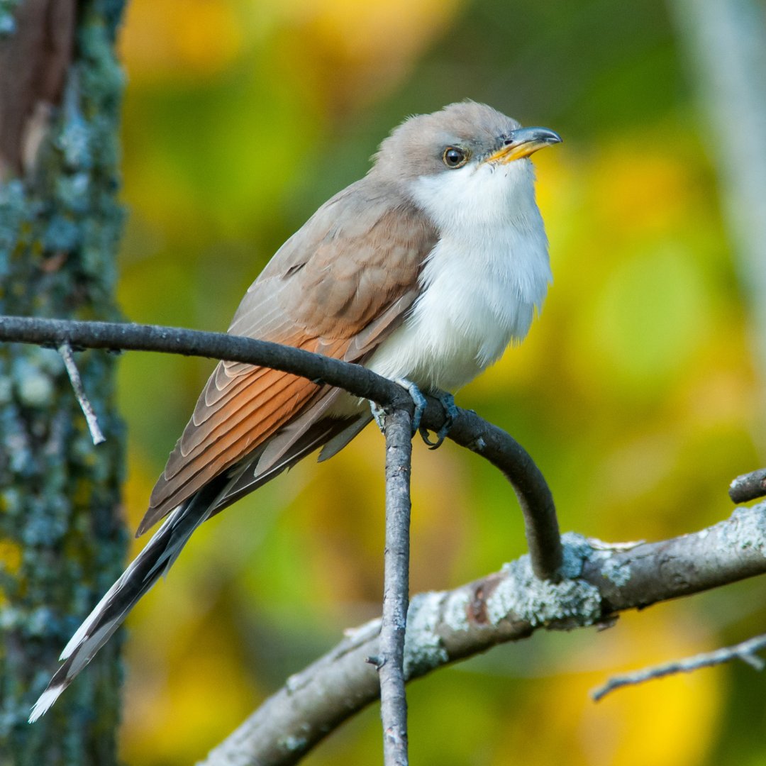Happy #WorldMigratoryBirdDay! About 350 different bird species utilize the #GilaRiver corridor, like the threatened yellow-billed cuckoo! We must preserve this critical landscape and wildlife it protects by designating the Gila River #wildandscenic. More: wildgilariver.org