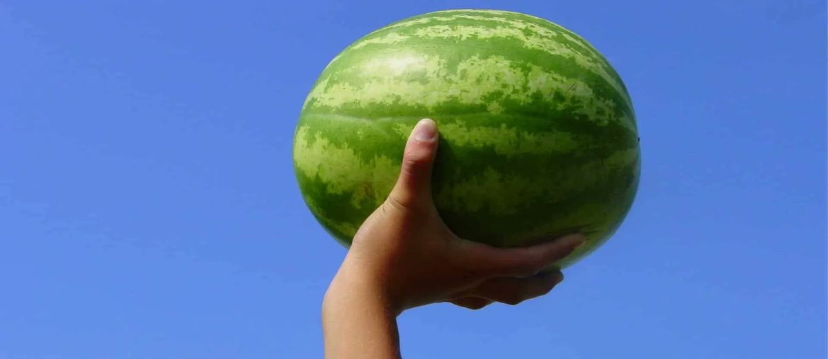 Watermelon may reduce muscle soreness after an intense workout—without the gut leakiness that occurs within hours of taking anti-inflammatory drugs, like ibuprofen. bit.ly/2qaxXiu