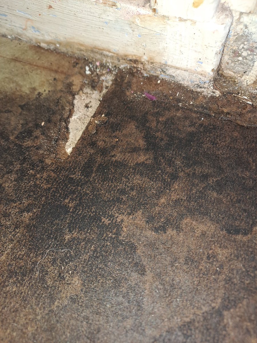 STAATSLIEDEN_'s tweet photo. Dit is een ondervloer, vol vocht en schimmel. In een kinderkamer. Als we nog niet gaan uitverhuizen? Wanneer krijgen bewoners Staatsliedenbuurt dan een compensatie voor geleden en te lijden schade/gevaar/ongemak?
@Antoinettelaan
@woonplus 
@schiedam_nl https://t.co/IqAHUj8C1k