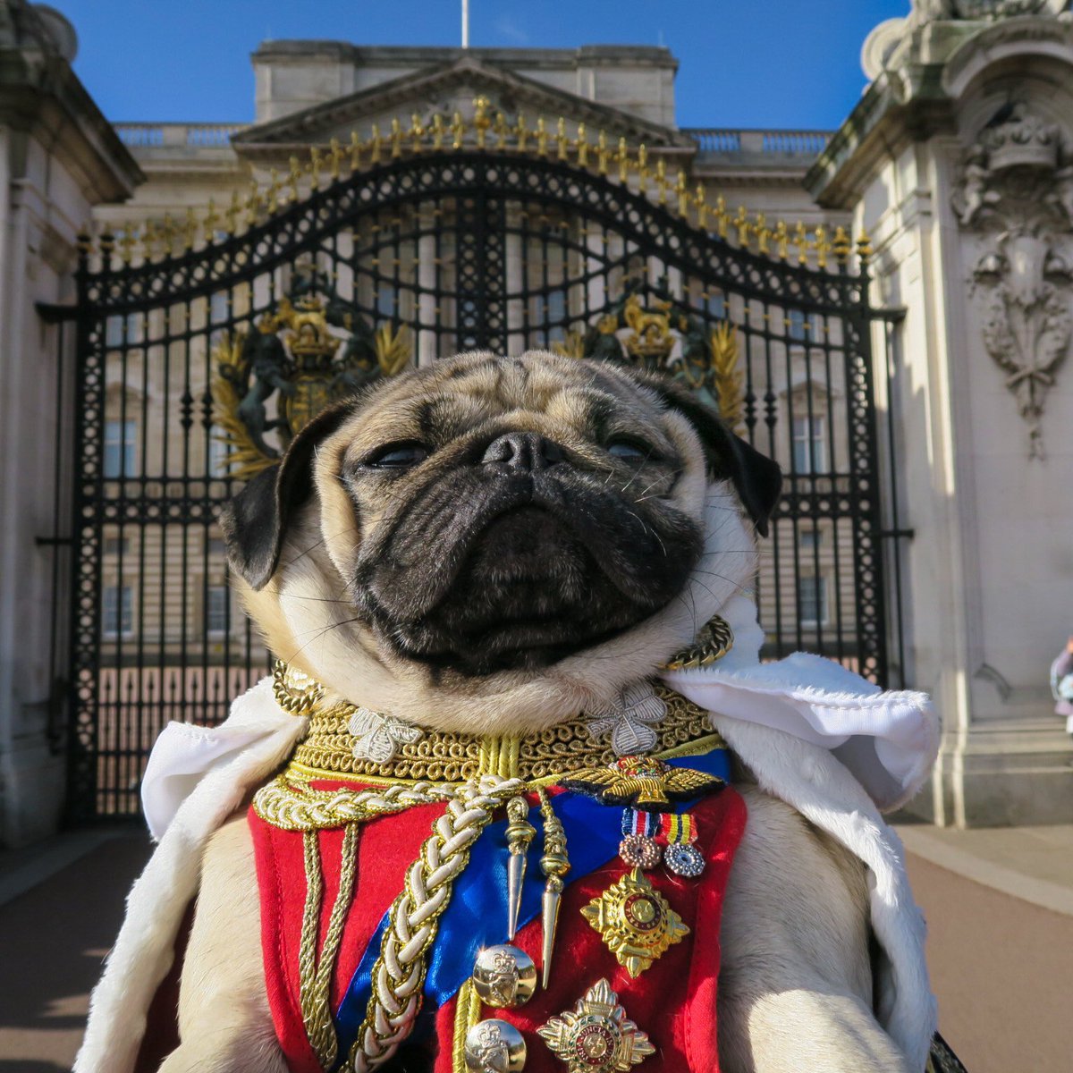 King of the Pugs 👑