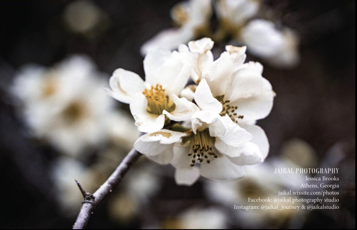 jaikalphotos's tweet photo. ๐ฃ I am thrilled to share that one of my photos was just published in the latest issue of Shutter Up Magazine! ๐ธ๐ Thank you to the team at @MagCloud for this amazing opportunity. I can't wait to see what's next! ๐๐ผ #publishedphotographer #shutterupmagazine https://t.co/c6w0QZXwi7