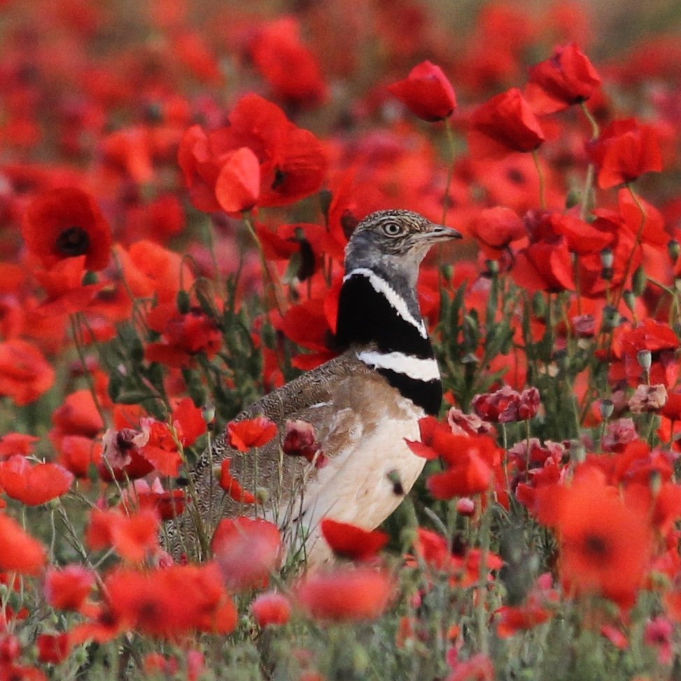Sisó - Sisón - Tetrax tetrax
#fotografia #photography #wildlleida #wildcatalonia #lleida #catalunya