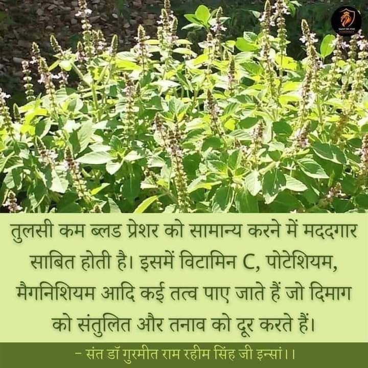 #TipsForGreatHealth
#HealthTipsByMSG 
#HealthTips
#HealthyLifestyle
#HealthyLife
#BeingHealthy
#DeraSachaSauda
#SaintDrGurmeetRamRahimSinghJi
#SaintRamRahimJi
#BabaRamRahim
#SaintDrMSG
#GurmeetRamRahim
#RamRahim
Wonderful tips given by 
Saint Dr Gurmeet Ram Rahim Singh Ji Insan