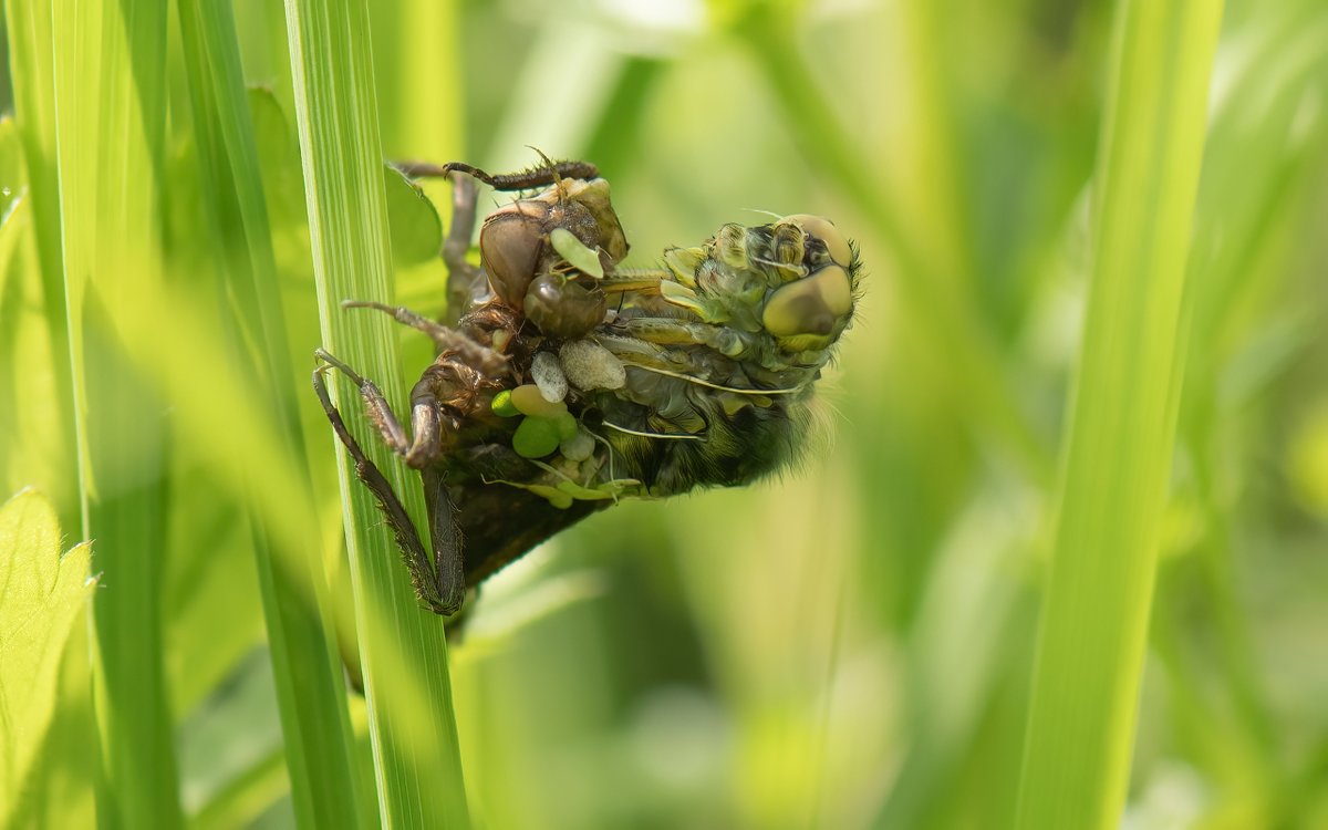 Down by my wildlife pond, after three years I've finally watched a dragonfly emerge to leave its exuvia. Took about an hour. Better then Netflix, Thursday morning, Nikon D850 Hoping @Lucy_Lapwing loves this! #TeamDragonfly