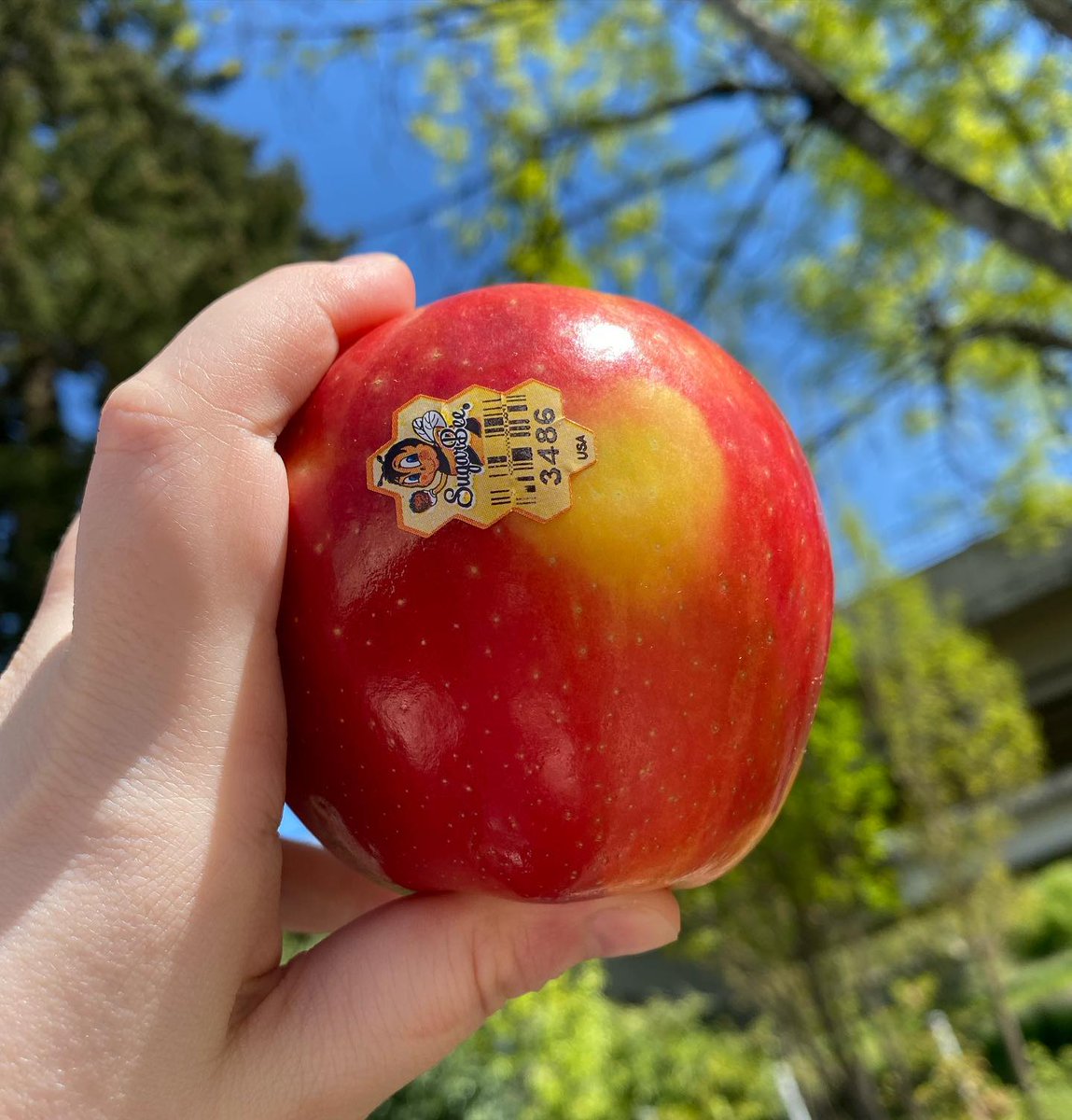 SugarBeeApple's tweet photo. Happy Friday, from Bee to You! ๐ ๐ #ThatWeekendFeeling https://t.co/hrGX56pzDv