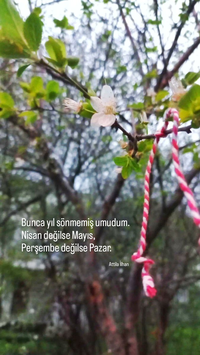 Gülce Gürel (@gulcegrl) on Twitter photo 