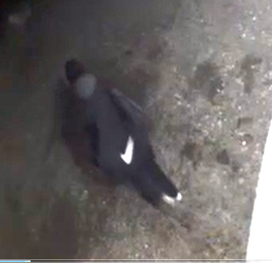 Saint John Police tweet media