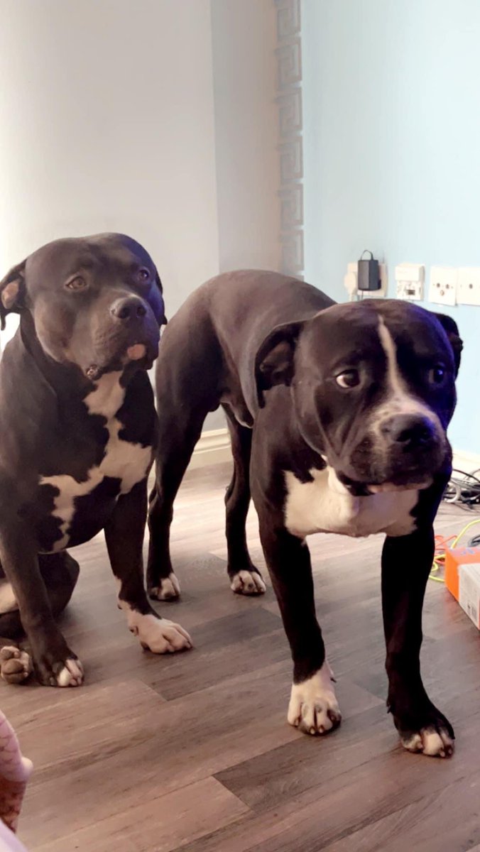 How could anyone sleep at night knowing they blatantly murdered these beautiful souls 💔 #MarshallandMillions