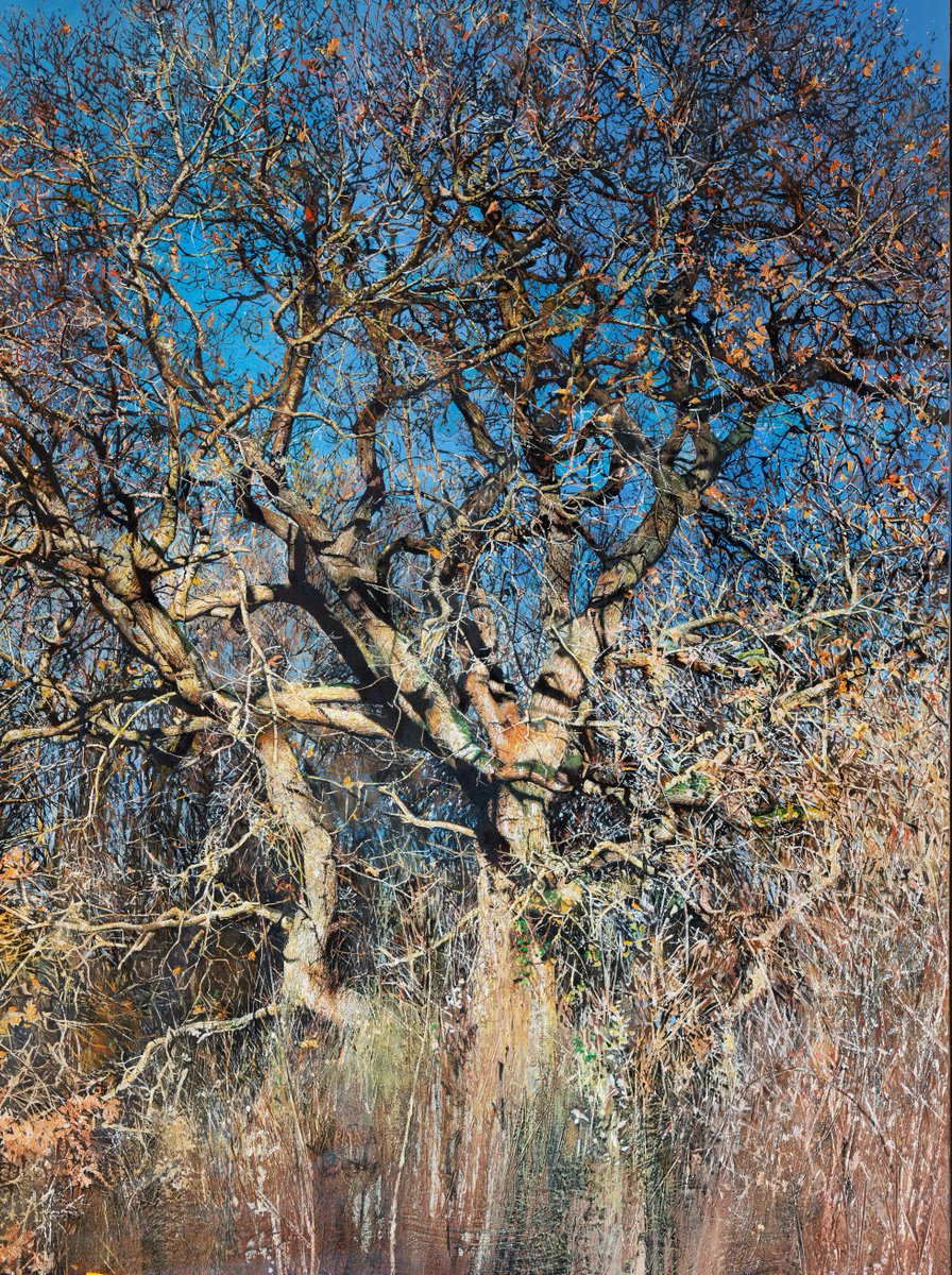 MaryAnne AytounEllis tweet media