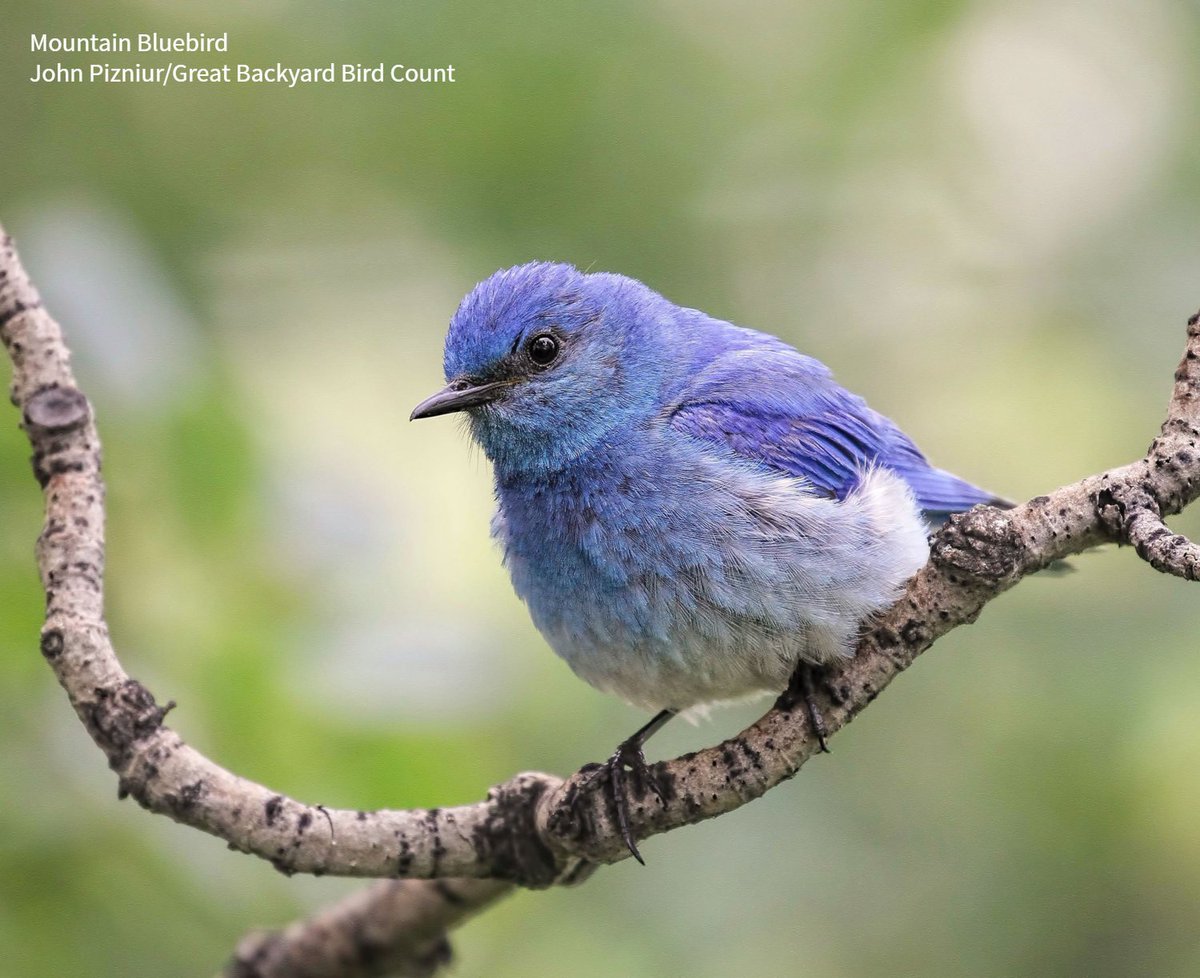 Audubon Society tweet media