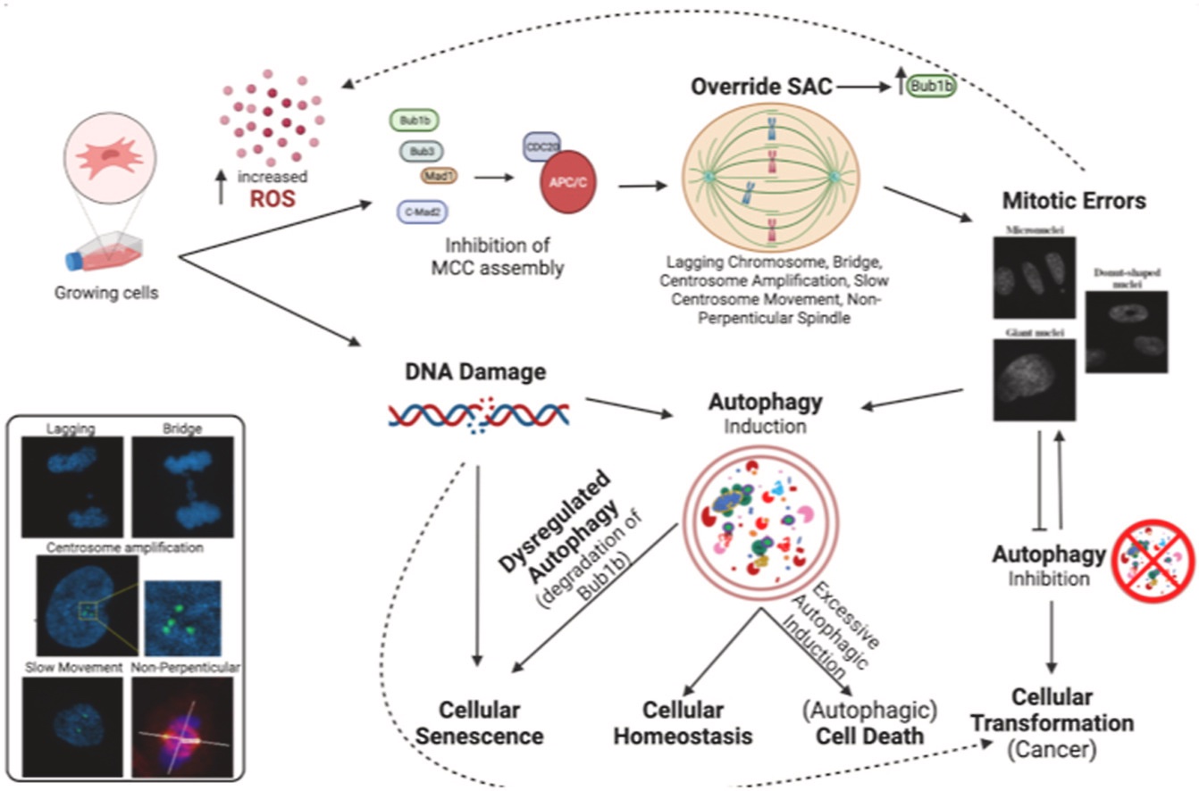 Agingdoc1MD PhD on Twitter The establishment of mitotic errors Biology Diagrams