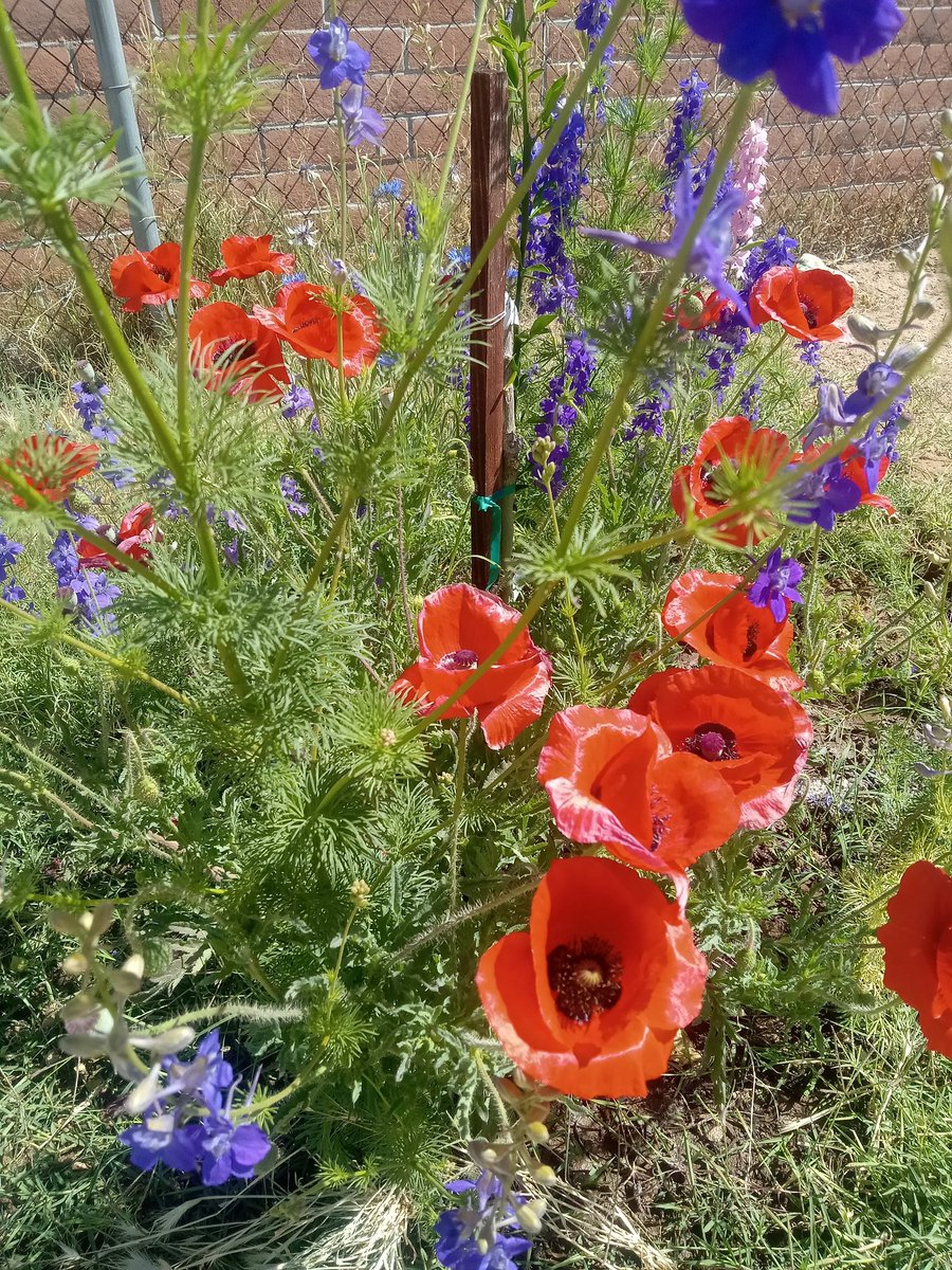 MasterTucson's tweet photo. When the poppies be popping https://t.co/X8oKaafJsN