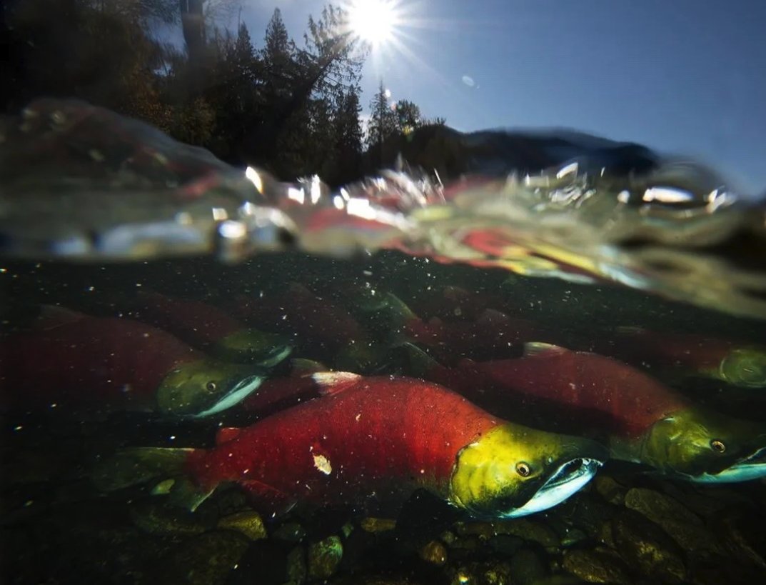 Climate change is knocking some Pacific salmon out of alignment with the growth of the ocean plankton they eat to survive, according to researcher Sam Wilson in Jonathan Moore's lab.

For more info, please explore: sfu.ca/biology/news-e…