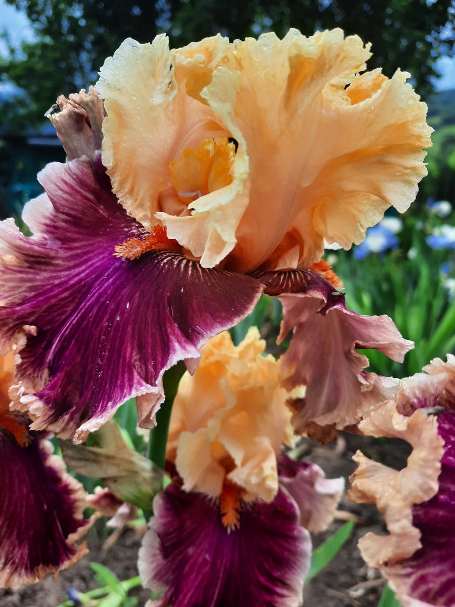iris_orduna's tweet photo. #tbiris #tbirises #tallbeardediris #bilbao #orduña #ochomayos https://t.co/ia6HPPuxRB