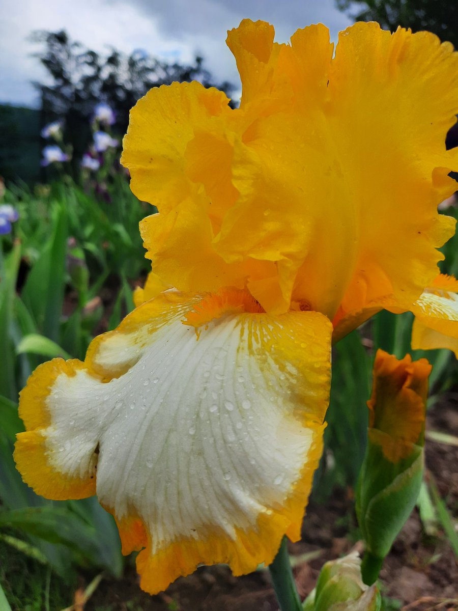 iris_orduna's tweet photo. #tbiris #tbirises #tallbeardediris #bilbao #orduña #ochomayos https://t.co/ia6HPPuxRB