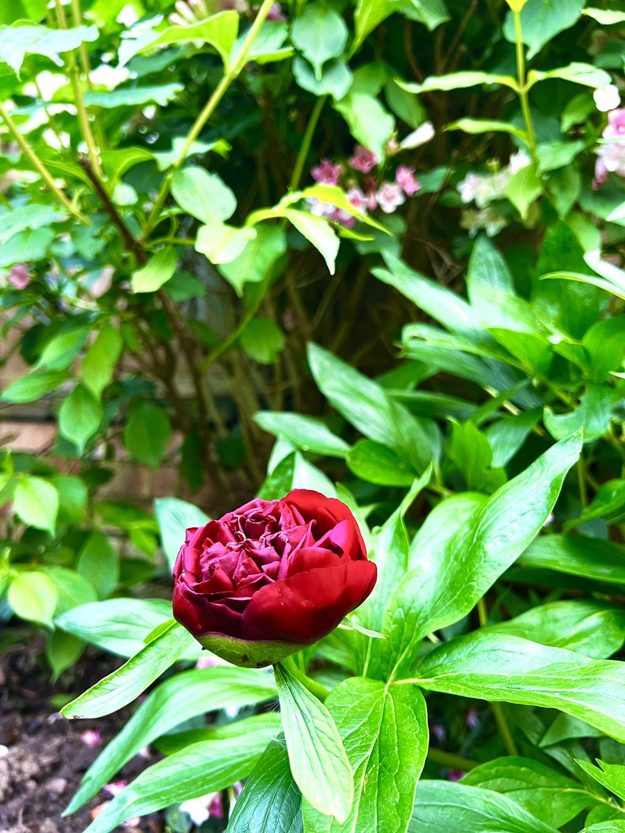 amandacart2015's tweet photo. I love the colour of Autumn; but I have to say the vibrancy of Spring colours in the garden are pretty darn good too! #diglis #worcester #riversevern https://t.co/KcDvqaruHV
