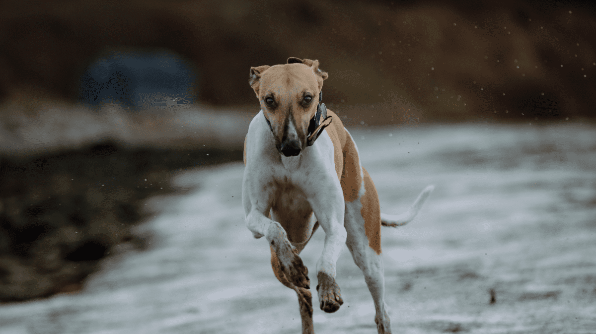 ranking_global's tweet image. The fastest dog breeds
#animals #dogs #fastdogs #ranking #top
Many people are drawn to fast dogs because of their impressive speed, agility, and athleticism. Let's take a look at the fastes dog breeds in the world.

ranking.global/the-fastest-do…