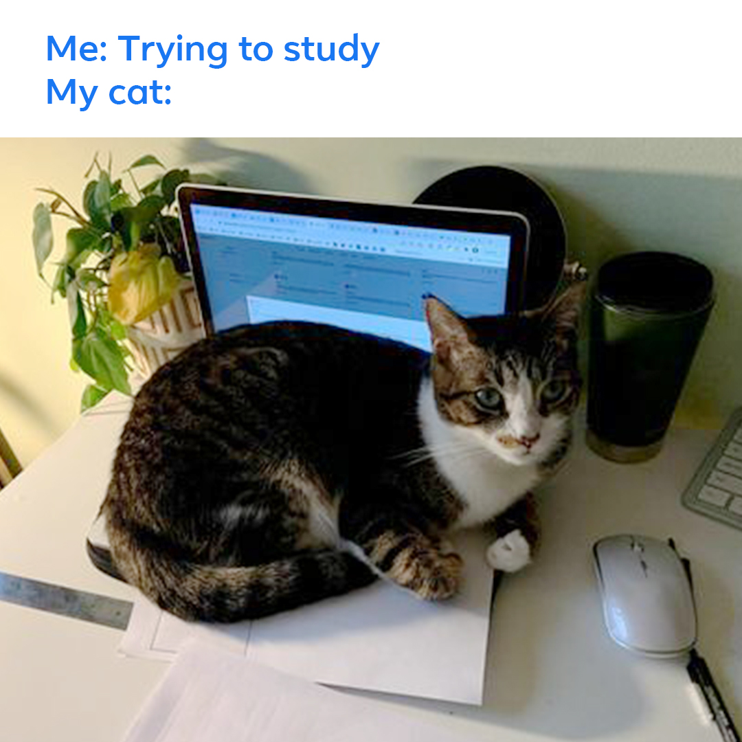 1 pic. College pro-tip: avoid roommates majoring in Distraction and Procrastination. Congrats to surviving finals week – despite the efforts of these cattos from the ‘cats doing cat stuff’ Facebook Group. 😺 https://t.co/DiGlBy3RIT